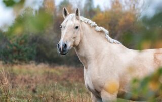 american-cream-draft-breed-guide
