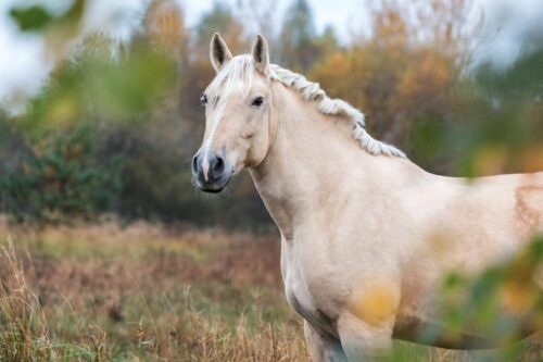 american-cream-draft-breed-guide