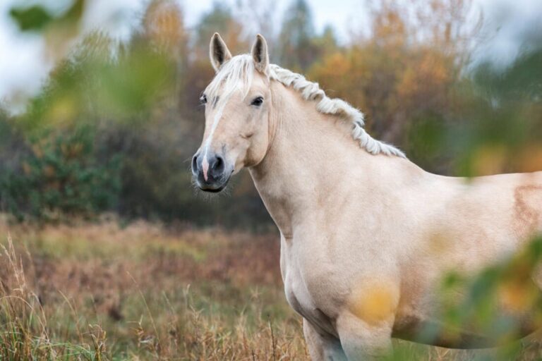 american-cream-draft-breed-guide