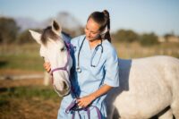 Autologous Protein Solution (Pro-Stride®) Therapy for Horses: Procedures, Uses & Effects