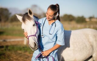 autologous-protein-solution-pro-stride-therapy-for-horses