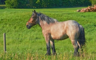 auxios-horse-breed-profile