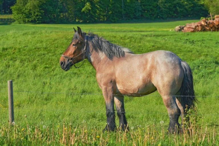 auxios-horse-breed-profile