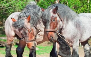 brabant-horse-breed-profile