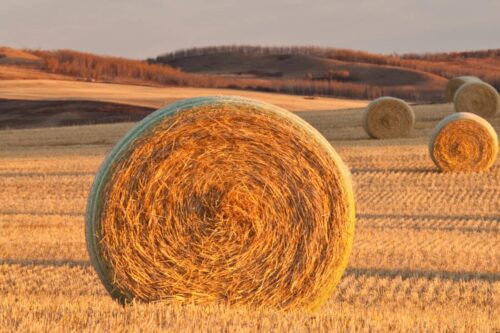 bromegrass-hay-guide