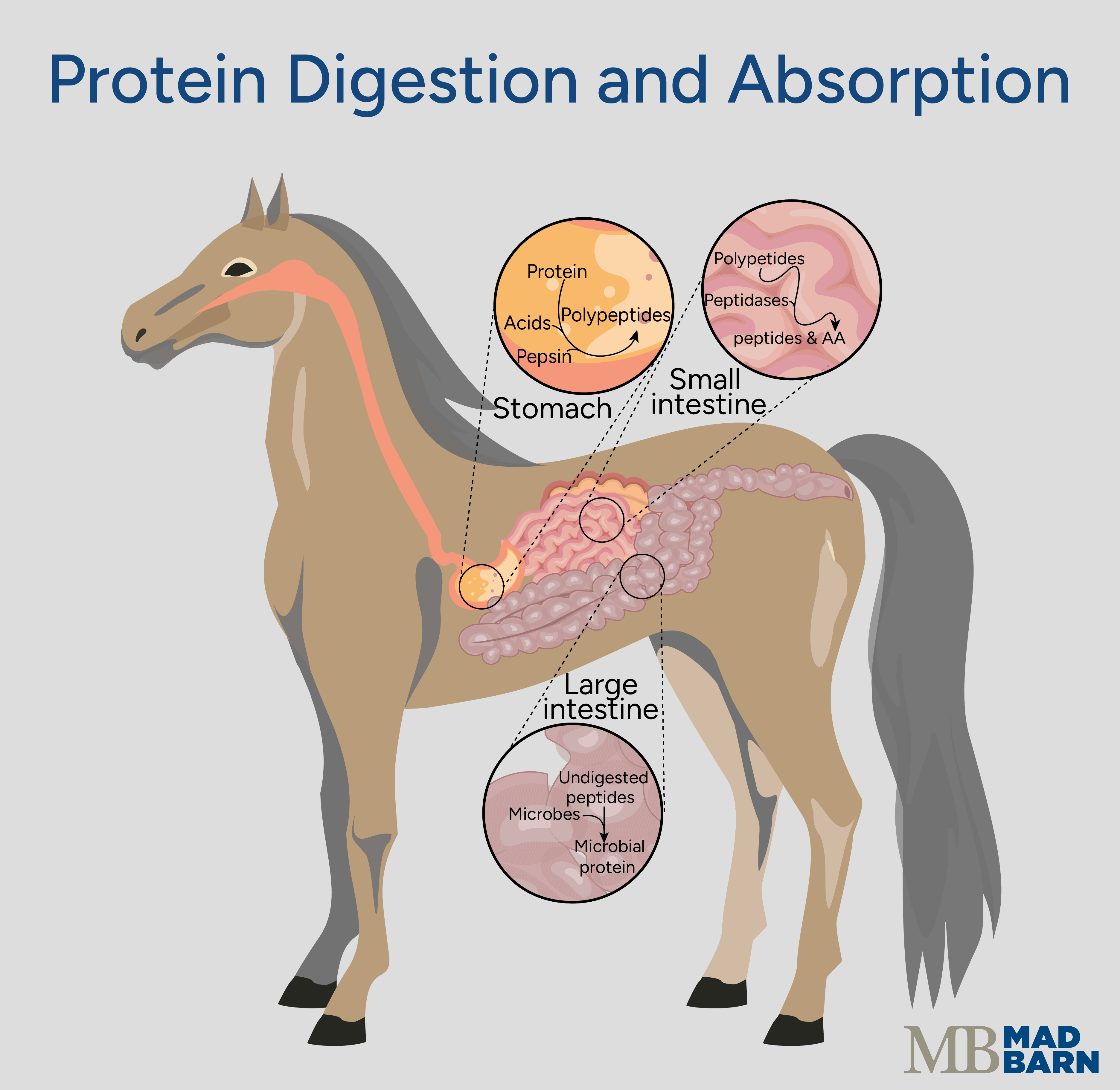 protein digestion in horses diagram
