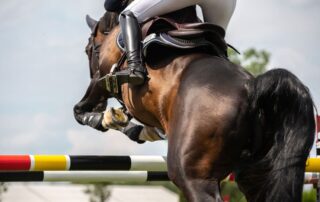 equine-sacroiliac-joint-and-related-conditions