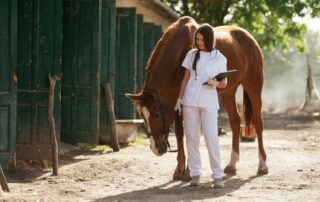 gastric-endoscopy-for-horses