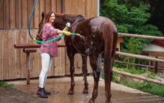guide-to-bathing-a-horse