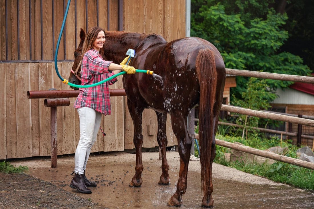 Complete Guide to Bathing a Horse: How to Keep Your Horse’s Coat Clean & Competition-Ready