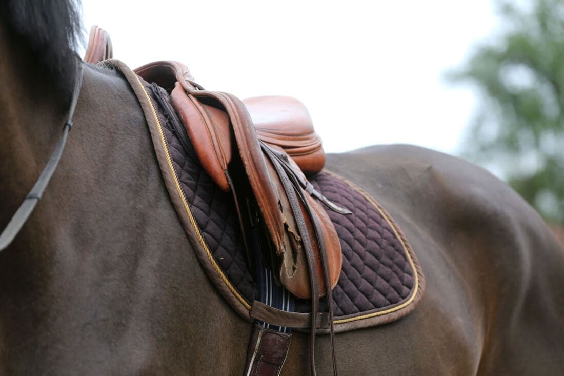 Complete Guide to English Saddle Pads: Sizing, Materials & Role in Horse Tack