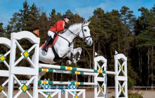 guide-to-equine-recovery