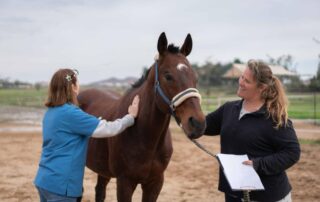 guide-to-equine-urinalysis