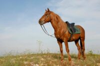 Guide to Girths for Horses: Materials, Fitting & Types