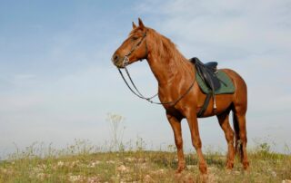guide-to-horse-girths