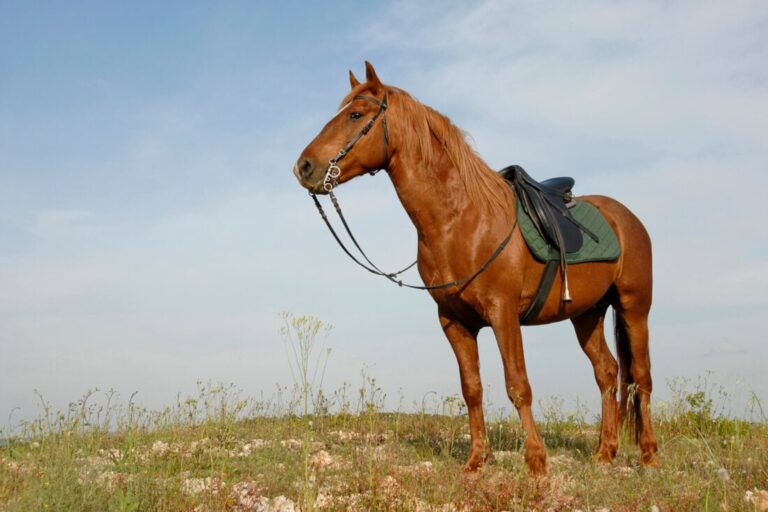 guide-to-horse-girths