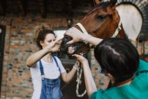 Gum Color Changes in Horses: What Red, Yellow, White and Blue Gums Mean