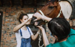 gum-color-changes-in-horses