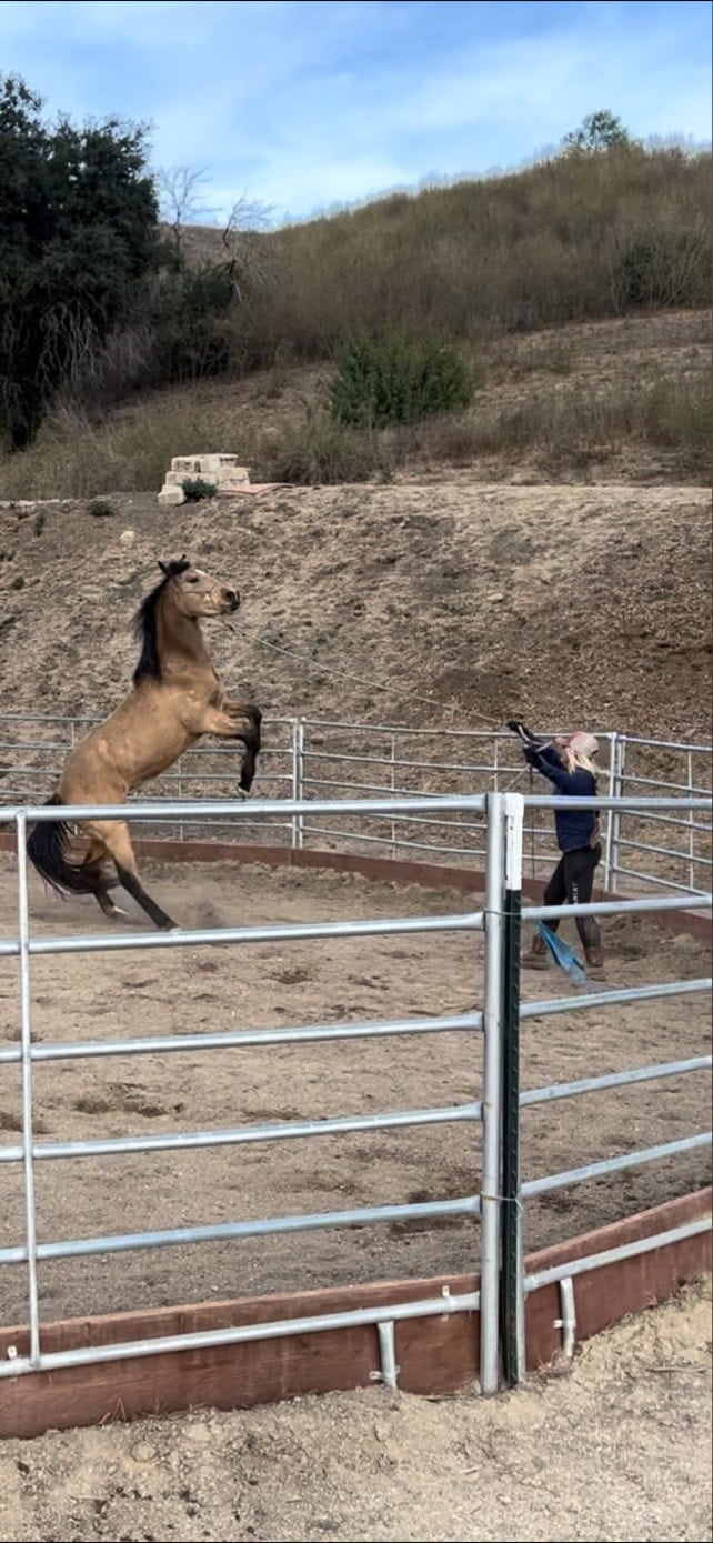 8 Days West Horsemanship