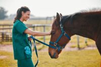 Neurologic Exams for Horses: A Veterinarian’s Guide to Nervous System Health