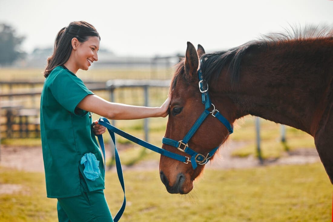 Neurologic Exams for Horses: A Veterinarian’s Guide to Nervous System Health