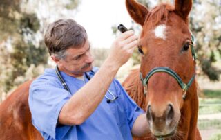 ophthalmic-exams-for-horses