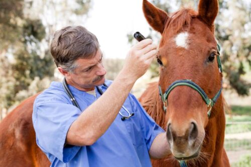 ophthalmic-exams-for-horses