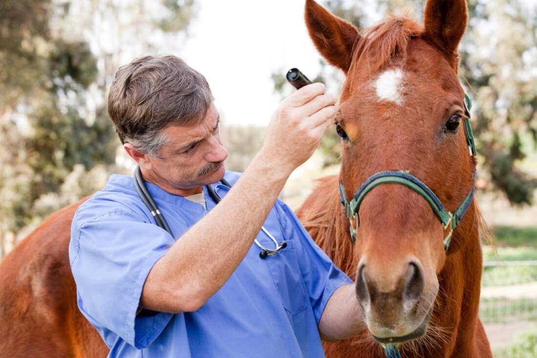 Ophthalmic (Eye) Examinations for Horses: A Veterinarian’s Guide to Equine Ocular Diagnostics