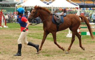 planning-your-horses-competition-schedule
