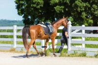 13 Best Pre-Ride Stretches for Equestrians to Build Strength & Flexibility for Horseback Riding