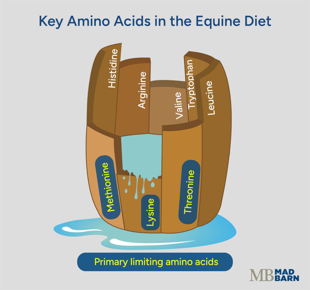 limiting amino acids stave and barrel analogy