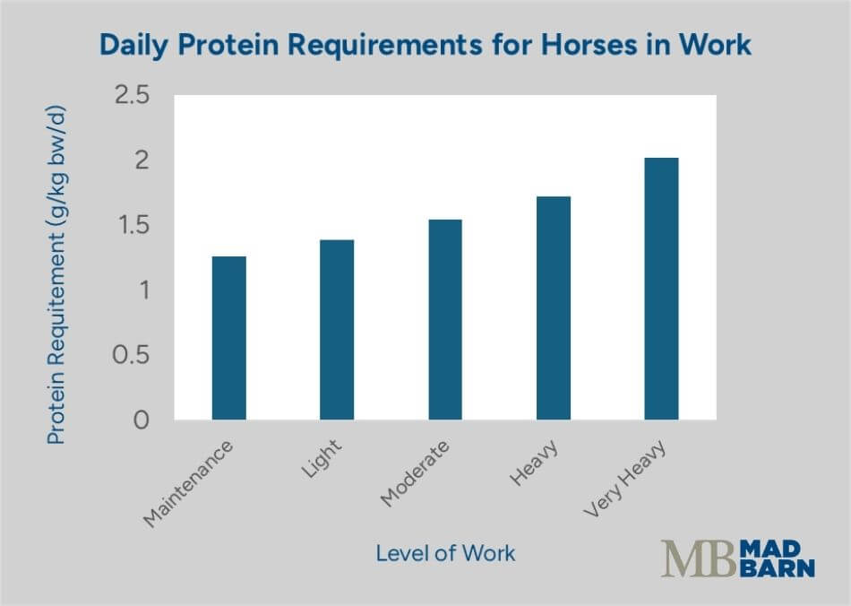 protein requirements of exercising horses