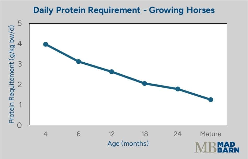 protein requirements of growing horses