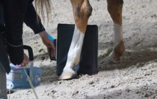 radiography-x-rays-in-equine-medicine