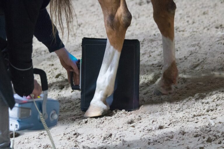 radiography-x-rays-in-equine-medicine