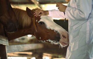 respiratory-endoscopy-for-horses