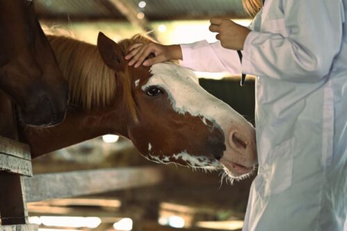 respiratory-endoscopy-for-horses