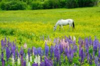 Seasonal Respiratory Allergies in Horses: Understanding Equine Pasture Asthma (EPA)