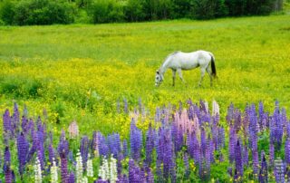 seasonal-respiratory-allergies-in-horses