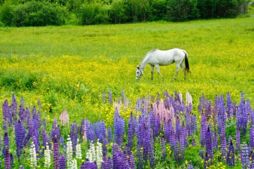 seasonal-respiratory-allergies-in-horses
