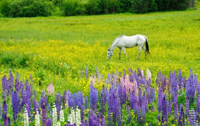 Seasonal Respiratory Allergies in Horses: Understanding Equine Pasture Asthma (EPA)