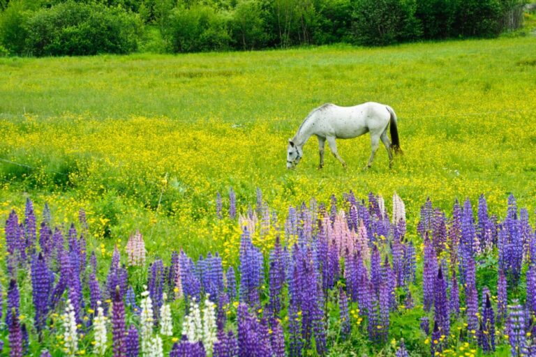 seasonal-respiratory-allergies-in-horses
