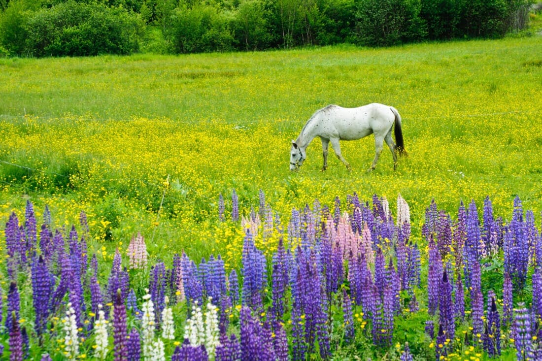 Seasonal Respiratory Allergies in Horses: Understanding Equine Pasture Asthma (EPA)