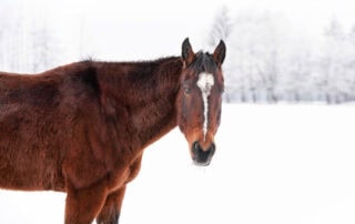 signs-a-horse-is-too-cold