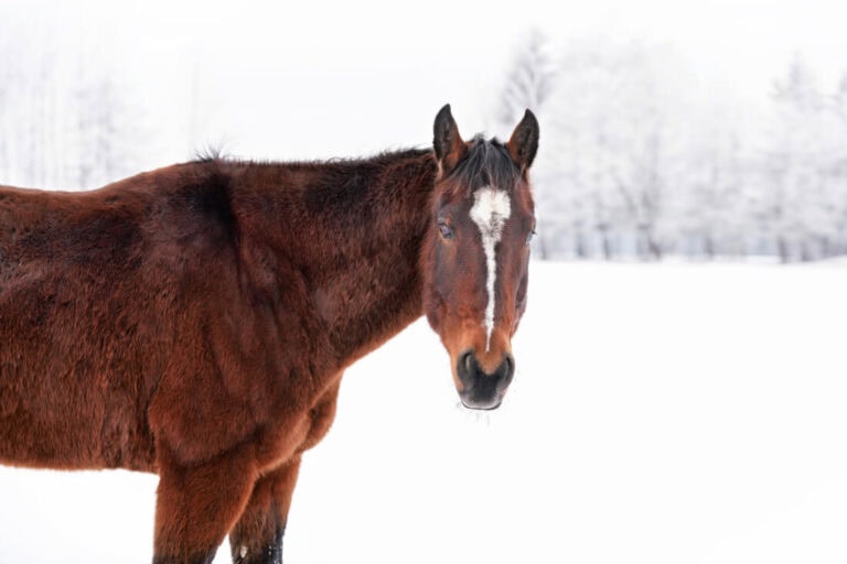signs-a-horse-is-too-cold