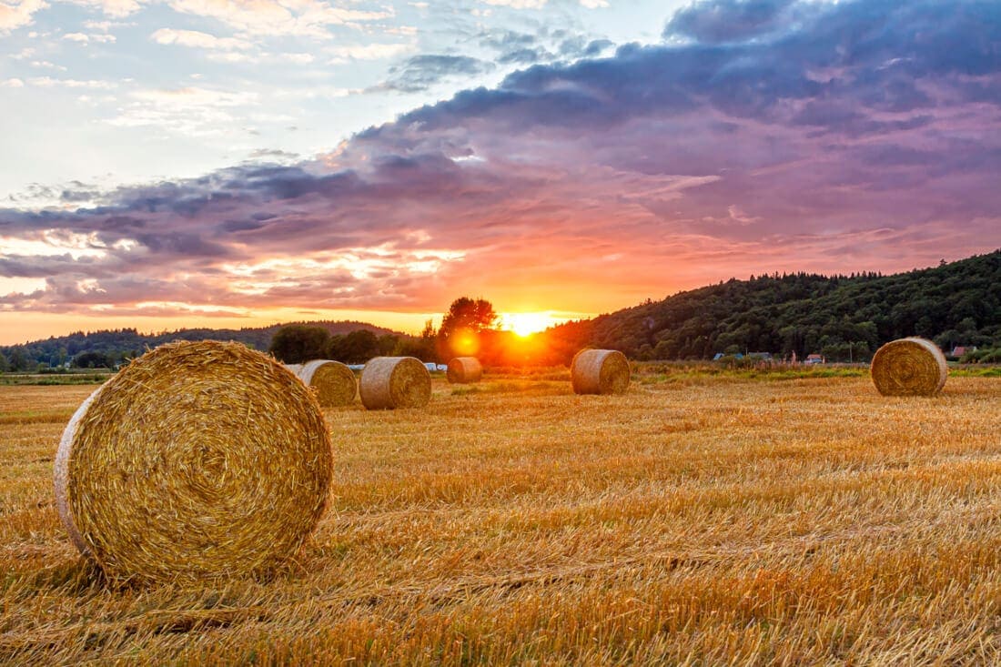 Timothy Hay for Horses: Nutrition Profile & Feeding Guide