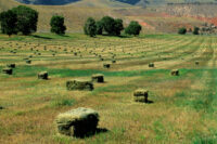 Timothy Hay for Horses: Nutrition Profile & Feeding Guide