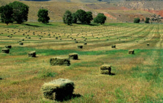 timothy-hay-forage-profile