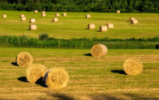 bromegrass-hay-profile