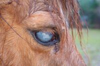 Cloudy Eye (Corneal Edema) in Horses: Causes, Risk Factors & Management